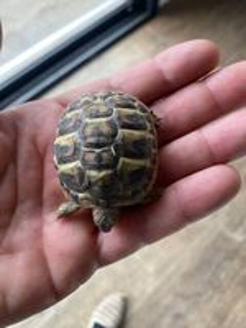   Tortue 