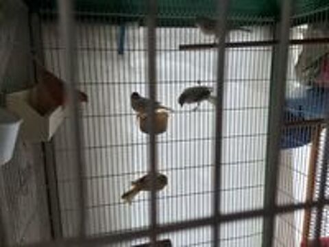   Canari  colombe diamant  