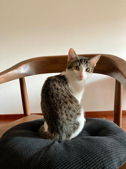 Askell 230 44000 Nantes