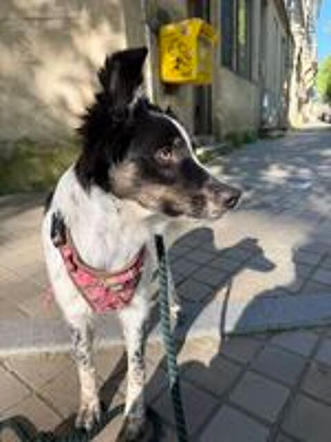   don d'une chienne border collie de 7 mois 