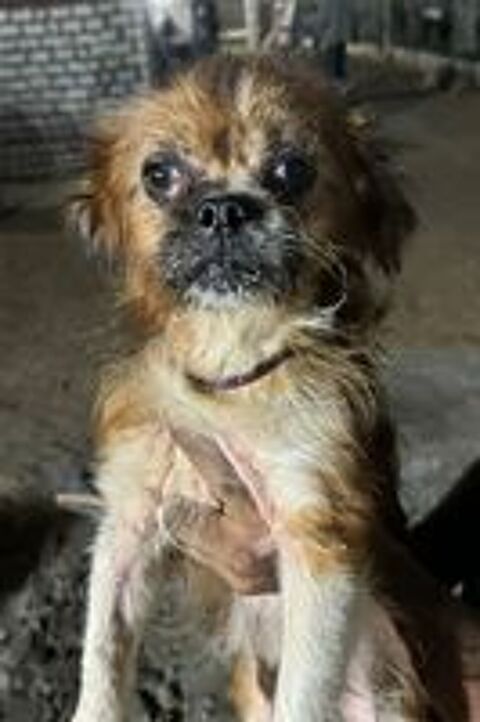   OSCAR M�LE  CASTR� 1AN A SAUVER D'�GYPTE ADOPTION UNIQUEMENT  