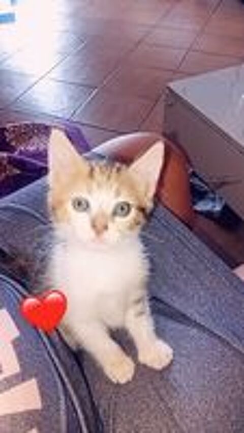   Chaton adorable très joueurs doux et calin 