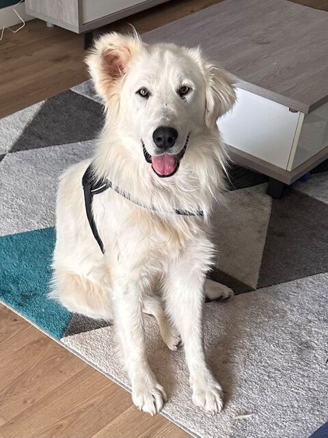 Baloo joli crois&eacute; montagne de 2 ans et demi 300 37380 Crotelles