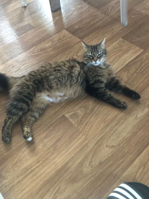 Irina jeune chatte aussi belle que câline 180 93600 Aulnay-sous-bois