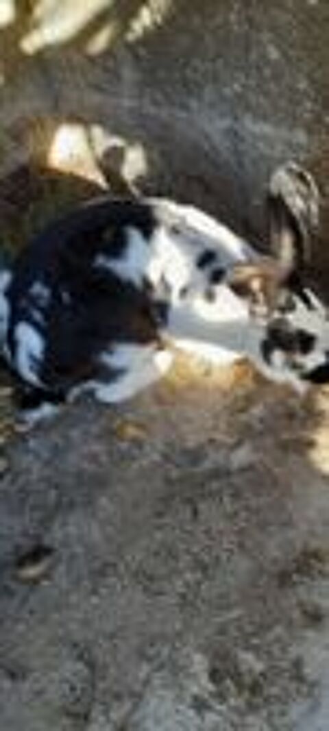   LAPIN FERMIER MÂLE REPRODUCTEUR  