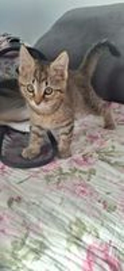   Chaton a placer 