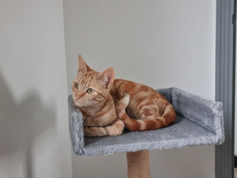   Chaton perdu 