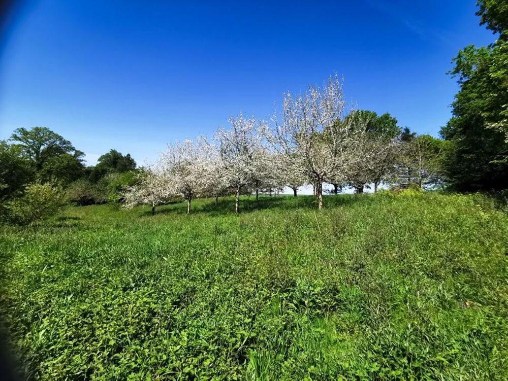 Vente Terrain Rare pépite bois, verger, ruisseau Poullaouen