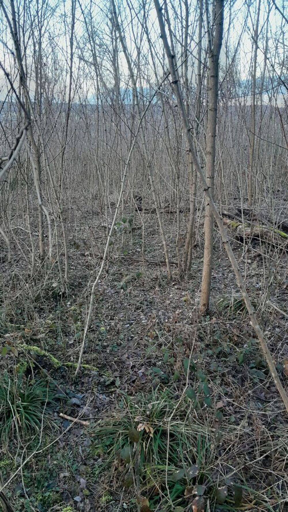 Vente Terrain Parcelle de bois Ornacieux