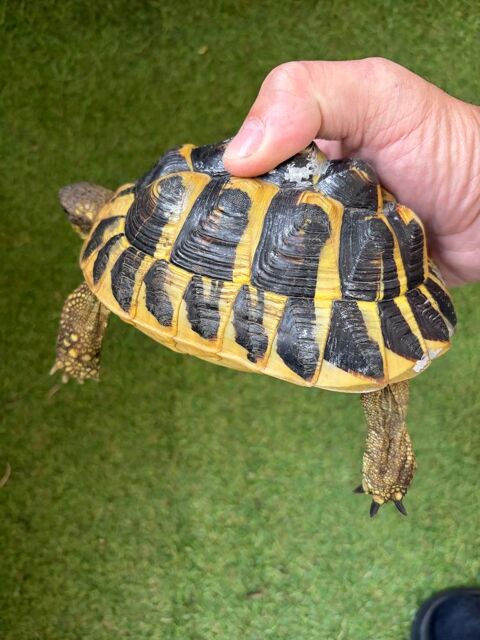 Tortue femelle 300 95400 Villiers-le-bel