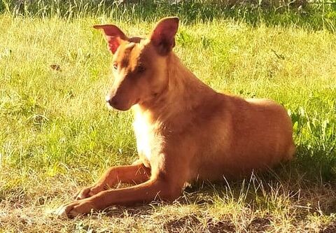 RUBIA, Podenca Andalouse proche de l'humain 0 24140 Douville