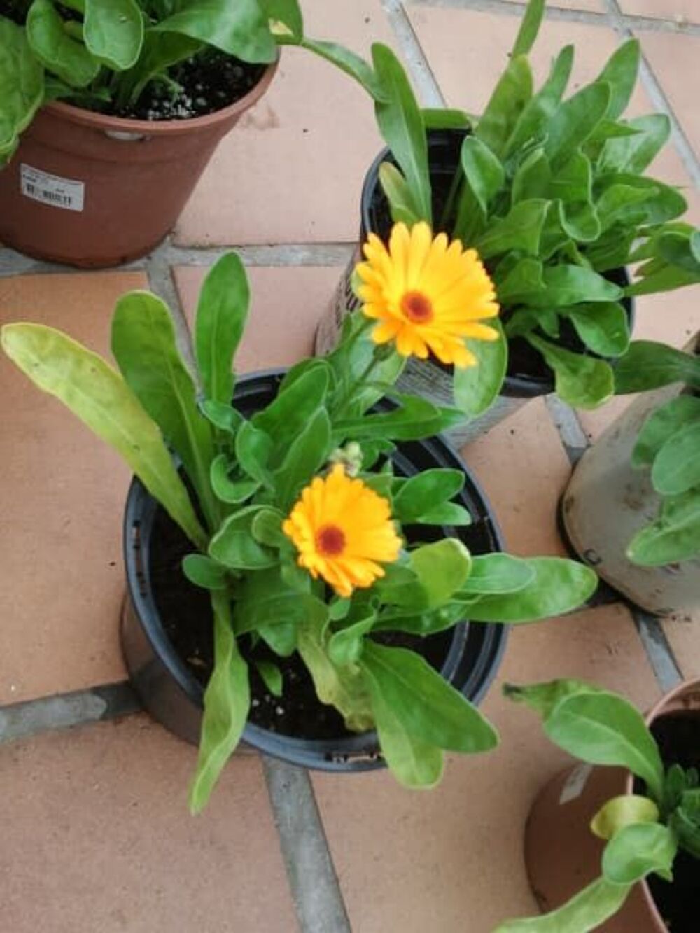 Gros Pot de "Souci" - Rustique Jardin