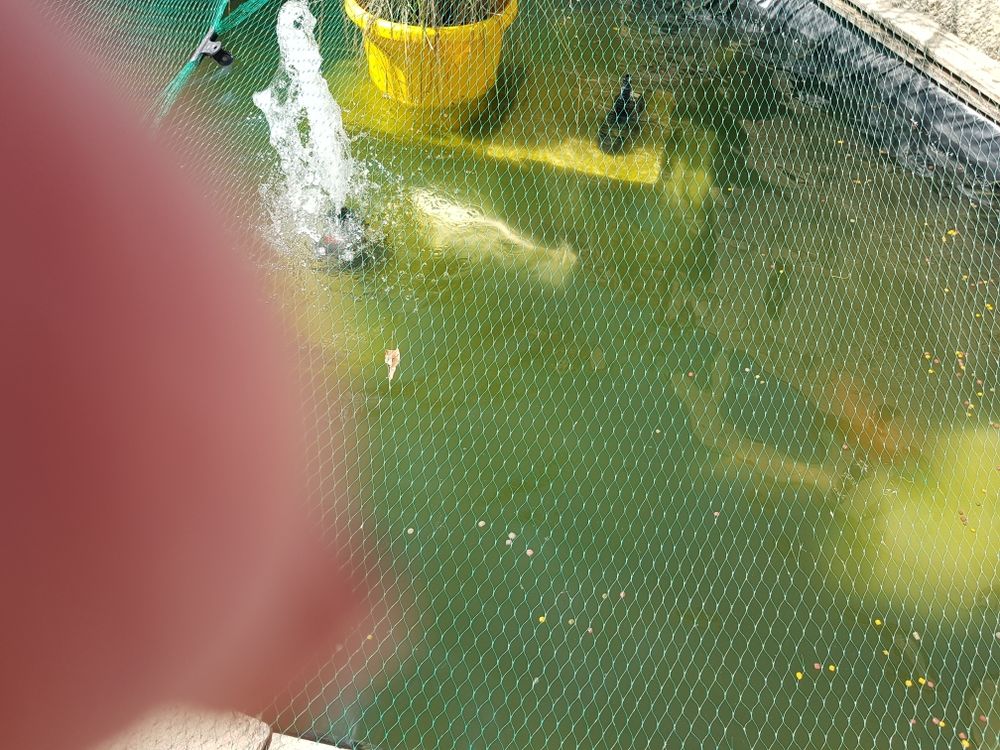 bassin Carpes Koi et autres Jardin