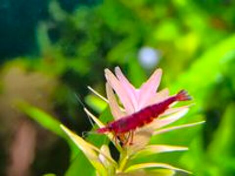   Crevette neocaridina 