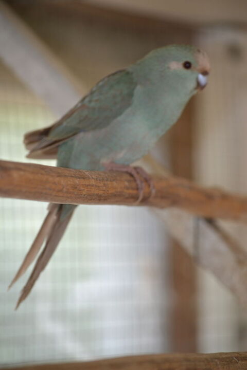 Kakariki front rouge 40 86190 Quinay