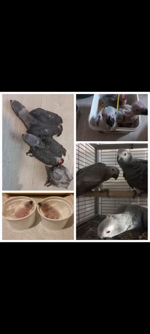 Perroquet gris du gabon  1250 44320 Saint-p�re-en-retz