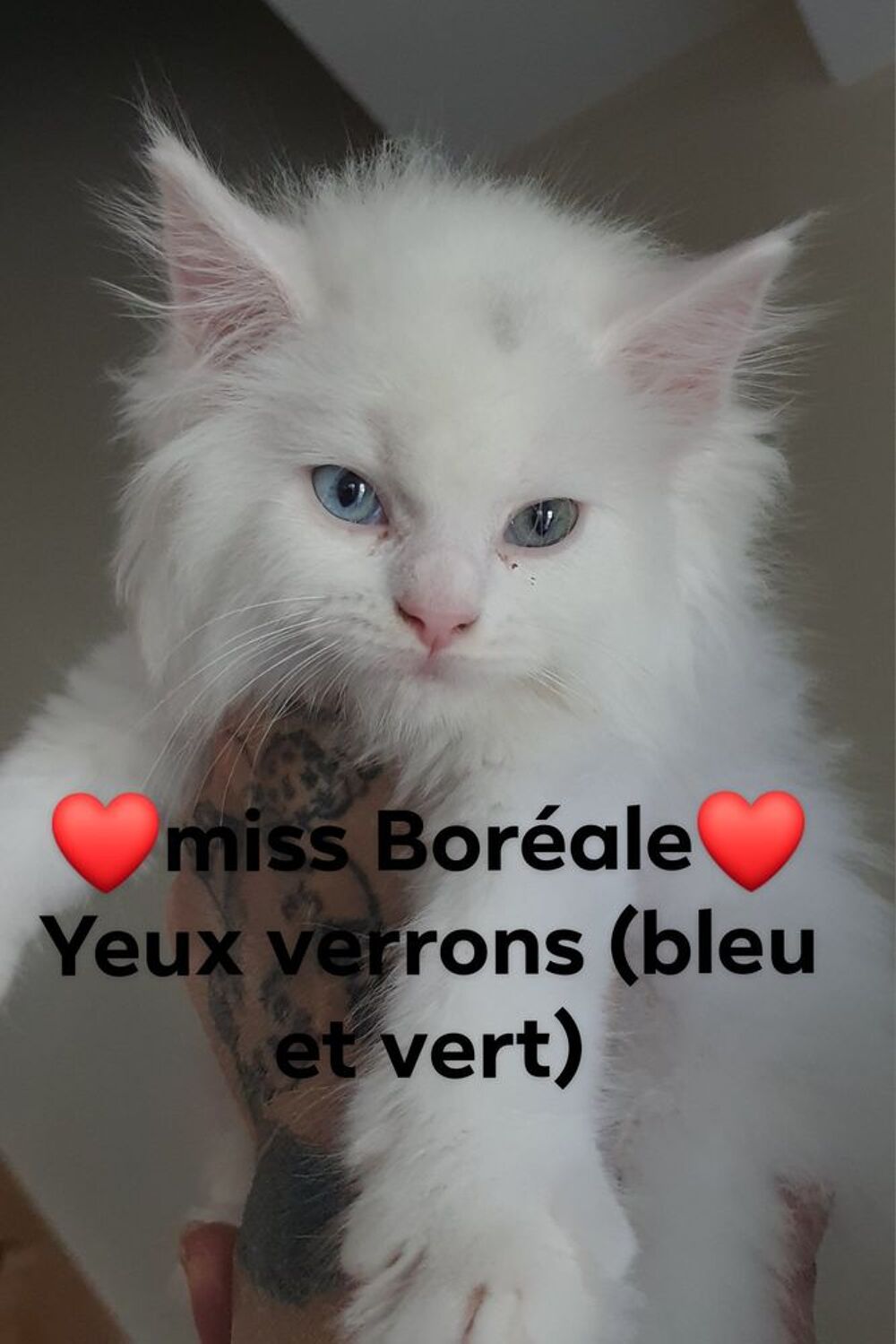   Magnifique chatons Maine Coon à réserver  