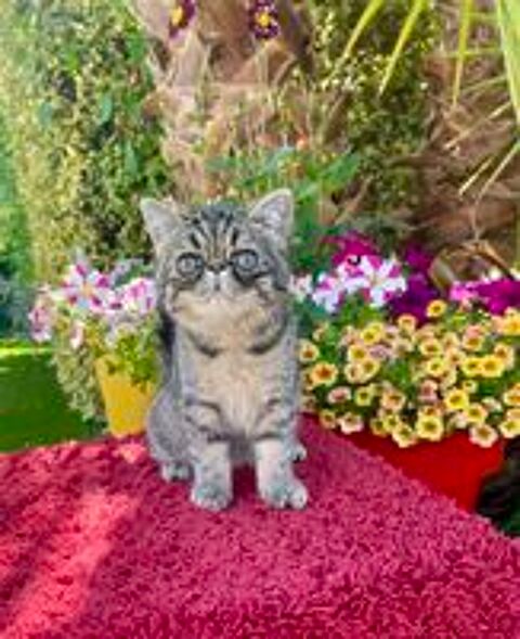   Chatons Exotic Shorthair LOOF santé garantie 