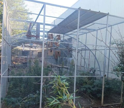 Recueille perruches et oiseaux exotiques 0 34750 Villeneuve-ls-maguelone