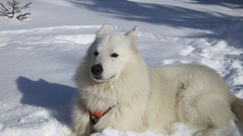 Donne berger blanc suisse 
0 38250 Lans-en-vercors