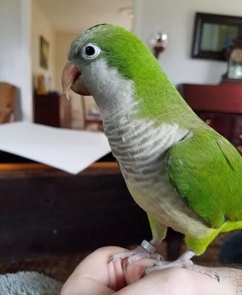 Tr&egrave;s Beau Couple de Conure Souris Reproducteur EAM 2025 490 94450 Limeil-brévannes