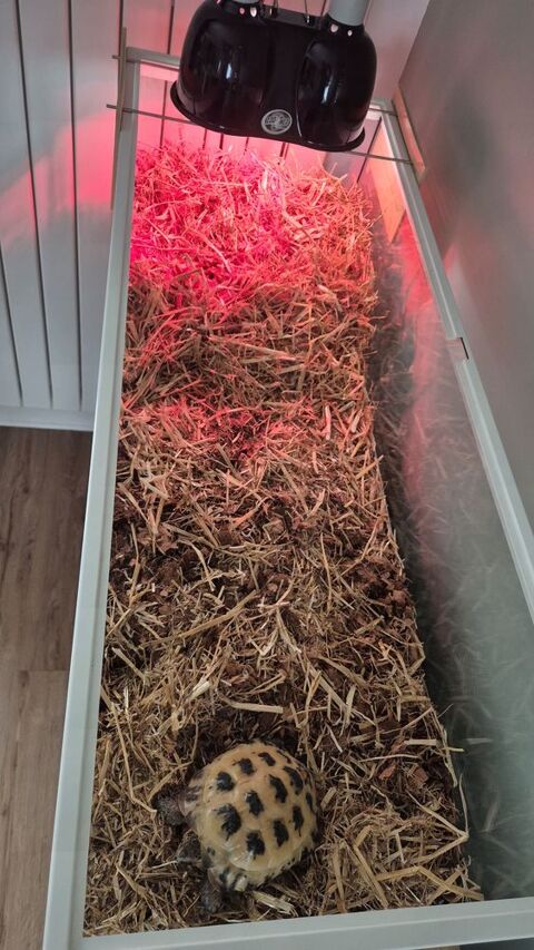 Tortue des Steppes 350 95280 Jouy-le-moutier