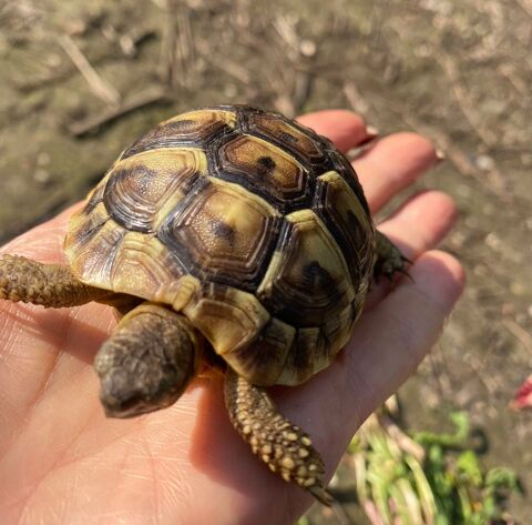 Tortue de terre 100 95140 Garges-l�s-gonesse