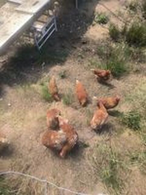   Poules pondeuses une quinzaine. 