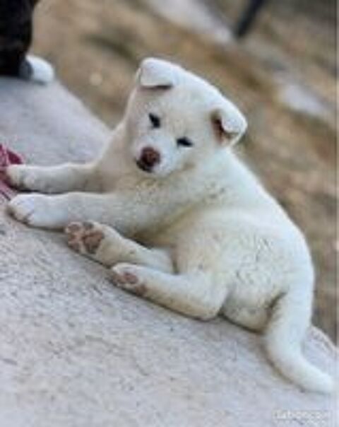   🐺 Akita Inu LOF haut de gamme – Blanc 🤍 bringé 🩶 Roux 🧡 – Tests santé RAS 🩺 – Origines japonaises prestigieuses 