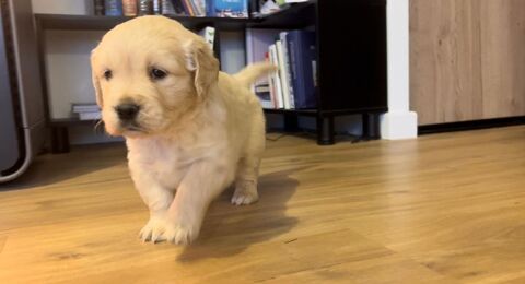 CHIOTS GOLDEN RETRIEVER LOF 900 22500 Paimpol