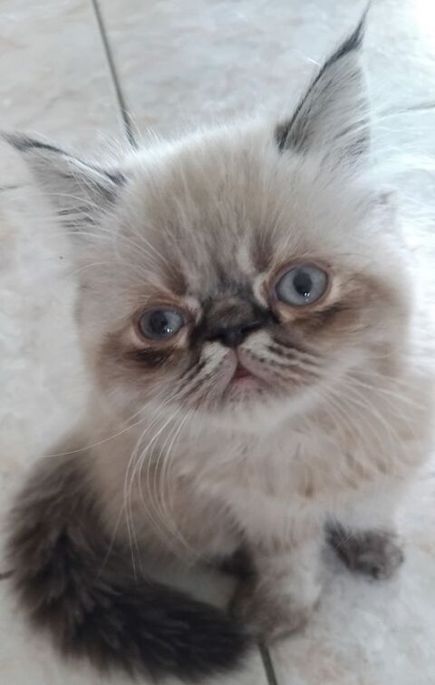 1 CHATON MALE 460 44550 Montoir-de-bretagne