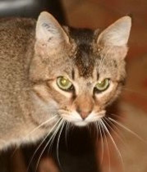 ABBYS CHAT BRUN 2 ANS 1/2 195 92260 Fontenay-aux-roses