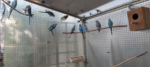 Perruche ondulee 10 85360 La tranche-sur-mer