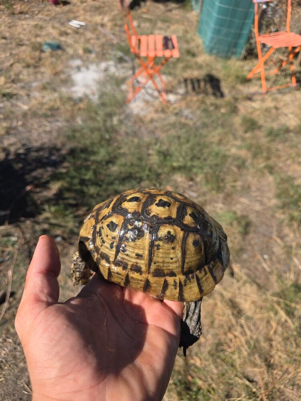   Tortue femelle  