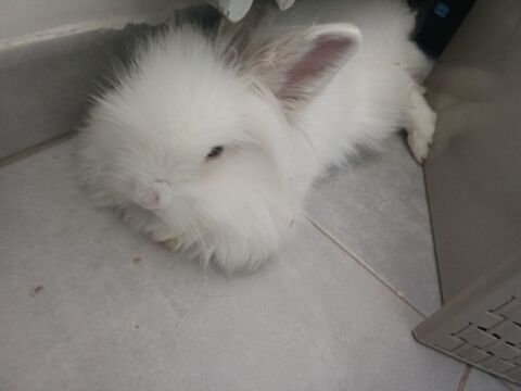 Lapin nain angora 7 mois 40 13190 Allauch