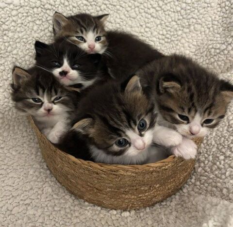 5 chatons British Shortair LOOF &agrave; r&eacute;server 800 84000 Avignon