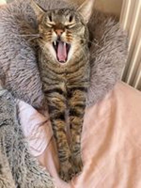   Simba le chat idéal pour une famille ou 1er chat 