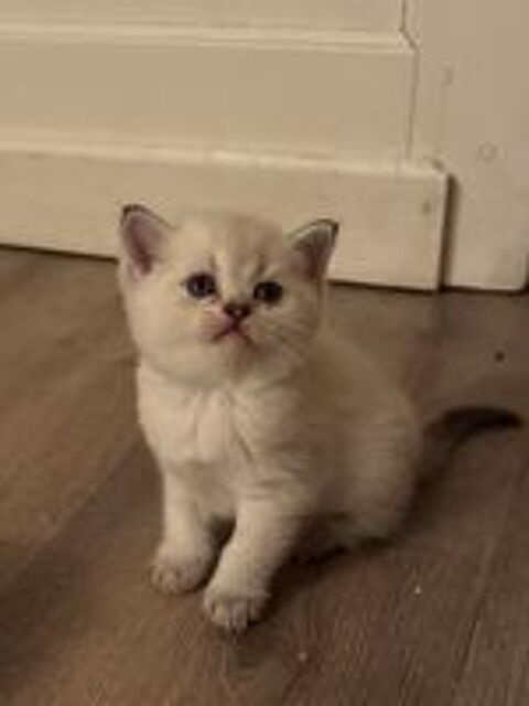   Chatons de type british Shorthair  