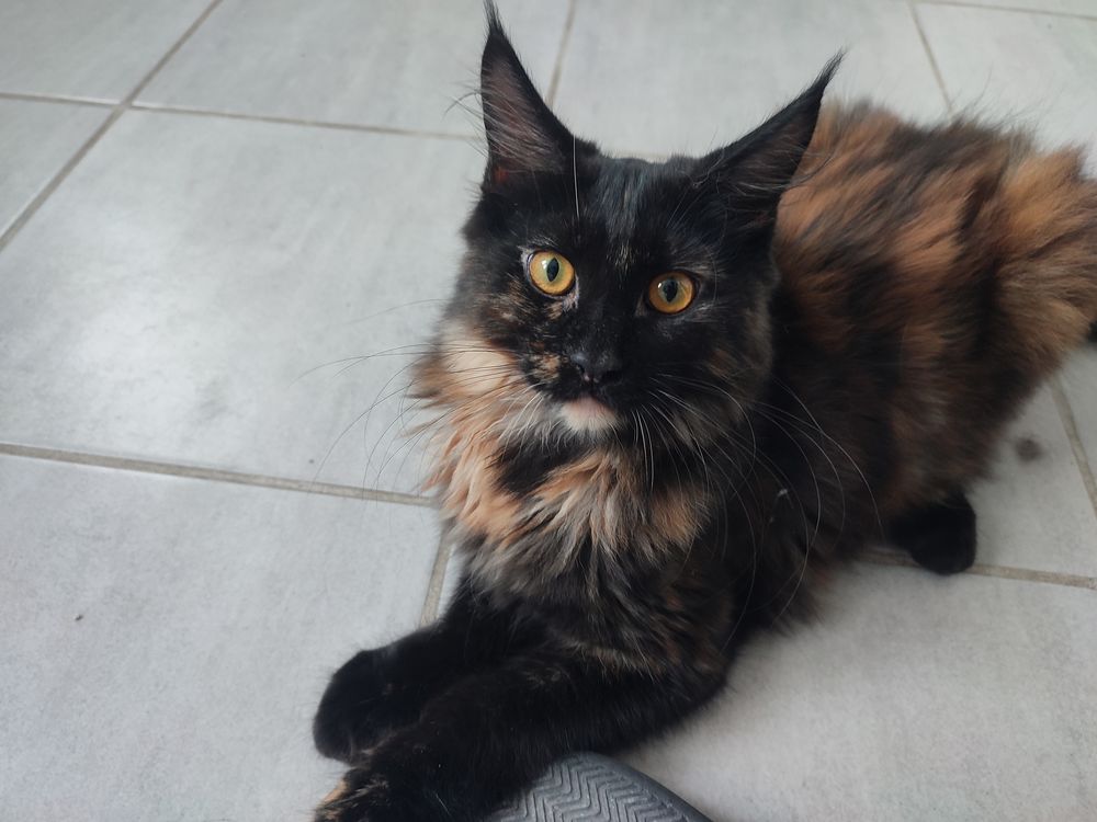   reste 1 chaton femelle Msine coon Loof 