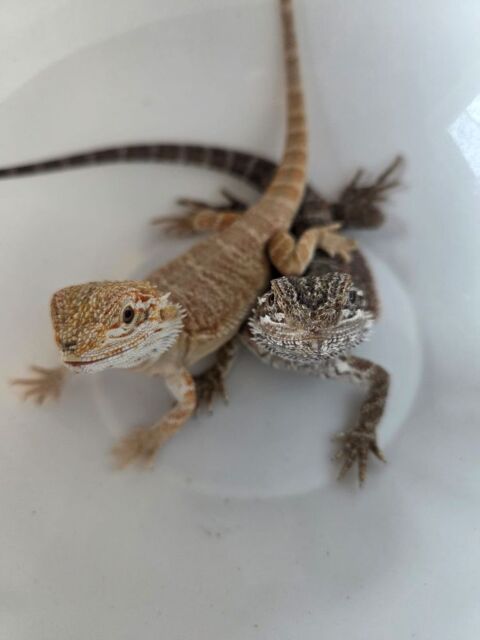 Pogona 0 31290 Gardouch