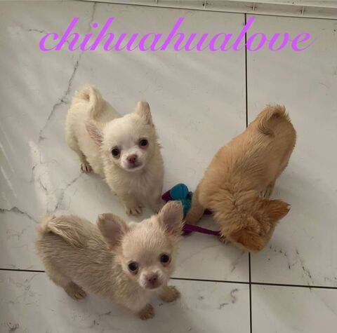 chiots chihuahuas poils long 2200 49000 Angers