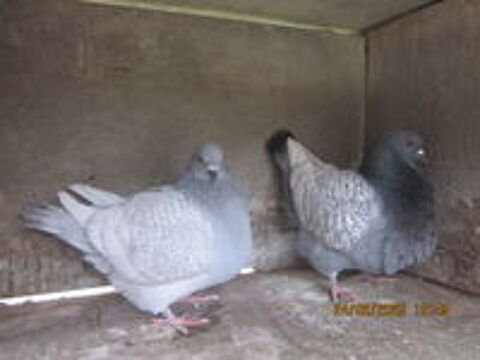   Pigeon de race 