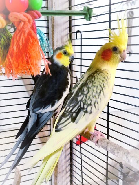 Couple reproducteur de calopsittes 85 11300 Limoux