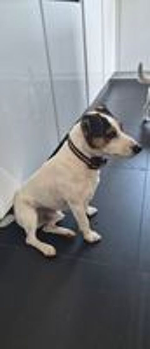   Donne jack russel mâle  