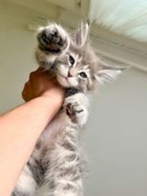   Deux magnifiques femelles bleues Maine Coon LOOF 