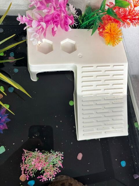 Tortues eau Africaines 0 60290 Laigneville