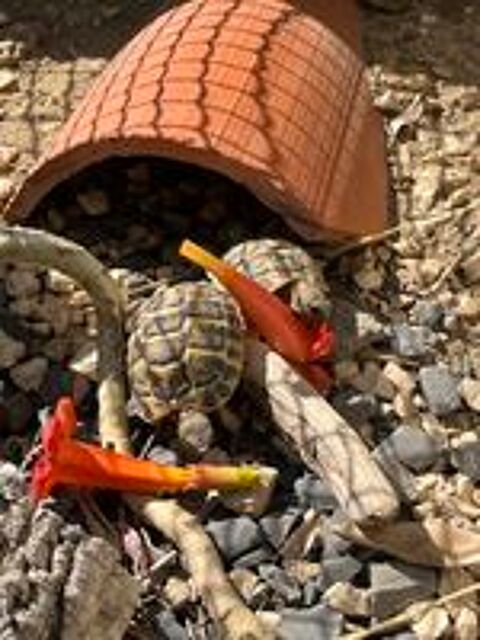   tortue 2025 