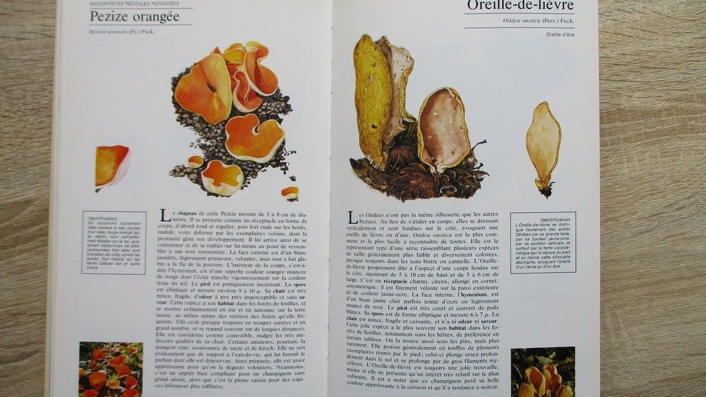 Livre " Guide de Champignons". Livres et BD