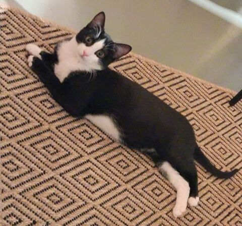 MORPHEE 285 91630 Marolles-en-hurepoix