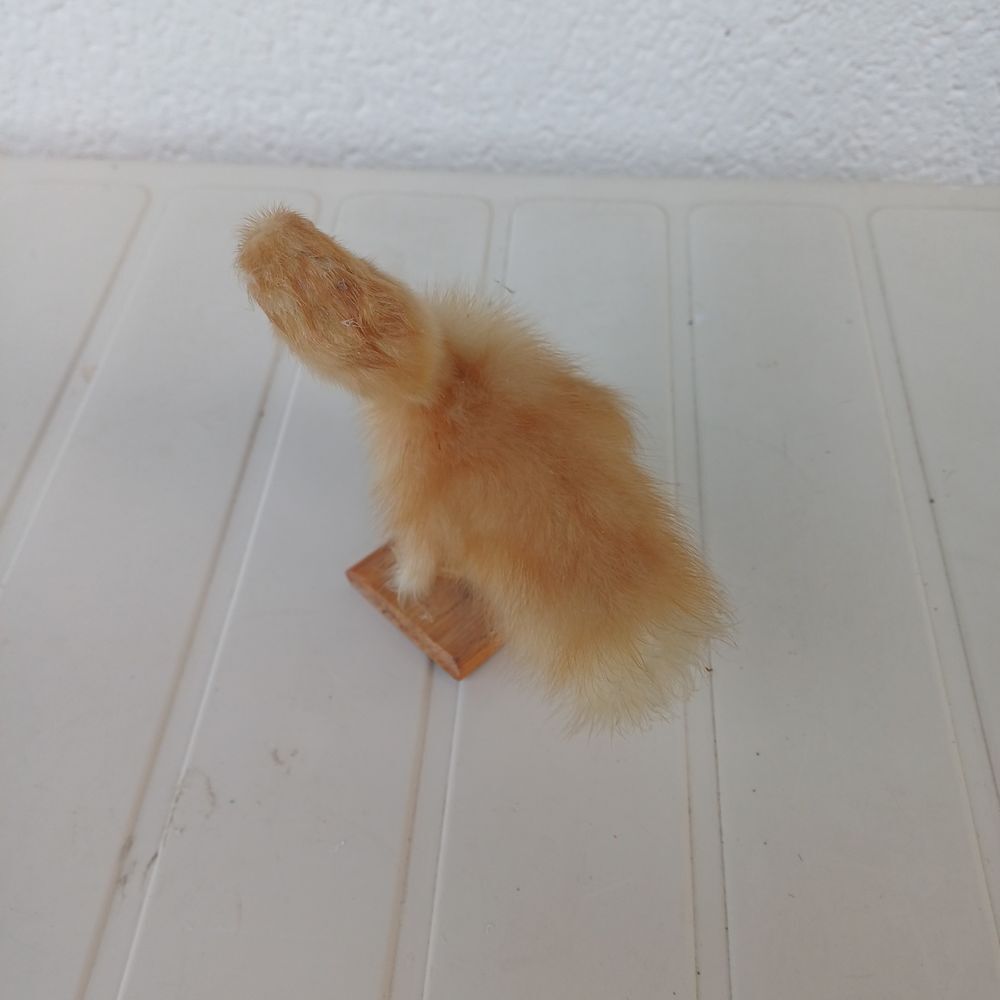 taxidermie empaille poussin Décoration